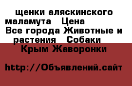 щенки аляскинского маламута › Цена ­ 20 000 - Все города Животные и растения » Собаки   . Крым,Жаворонки